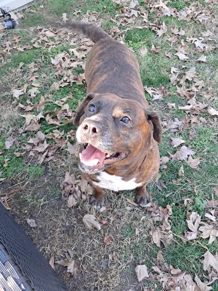 Happy dog